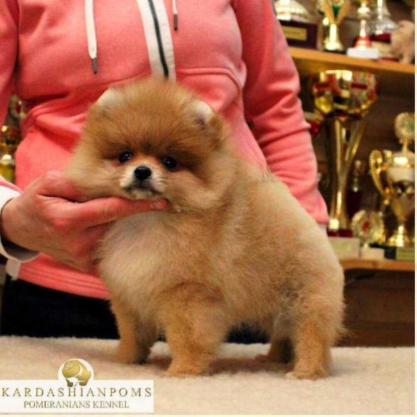 Solar Smile Incanto Amety Kendall | Pomeranian 
