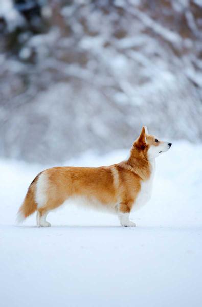 Kanta Flamenko | Pembroke Welsh Corgi 