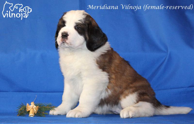 MERIDIANA VILNOJA | Saint Bernard 