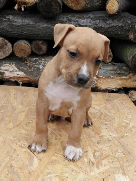 Robustaff Warrior Man | American Staffordshire Terrier 
