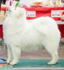 Radost Zhizni Eclipse Luna | Samoyed 