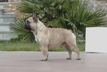 Kingfriend Mr Bombastic | French Bulldog 