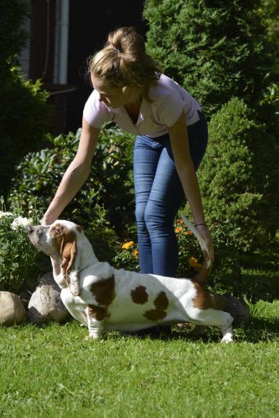 Merkuri Village Piccolo Angelo | Basset Hound 