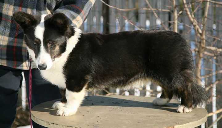 Cymraeg Ci Man on Fire | Cardigan Welsh Corgi 