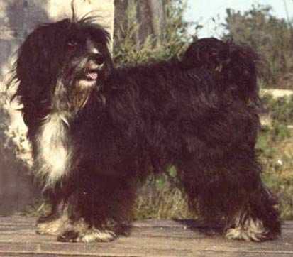 TIARA-SU GONDLAH | Tibetan Terrier 