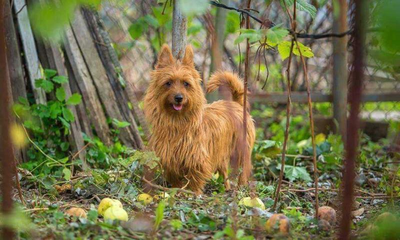 Snezhnoe Tango Oranzh Vita | Australian Terrier 