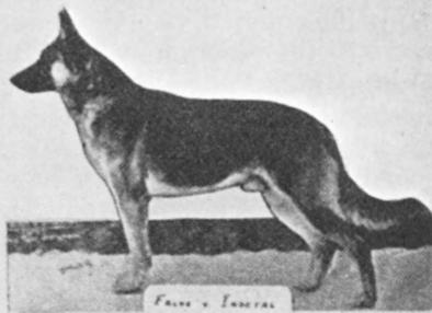 Falko vom Indetal | German Shepherd Dog 