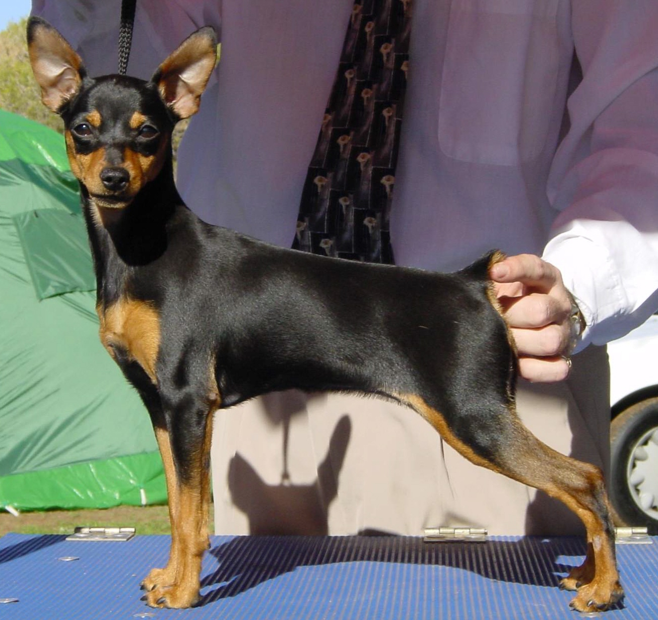 Miniature Pinscher