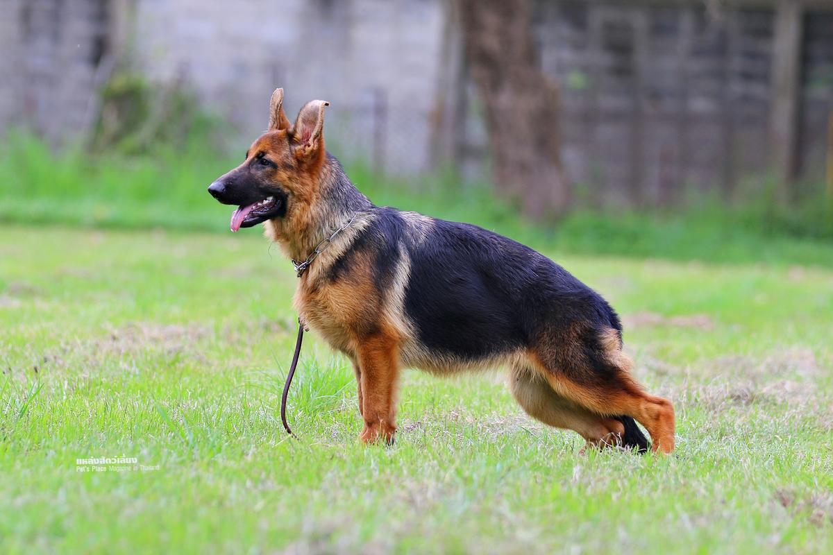 Marina vom Branch Mark | German Shepherd Dog 