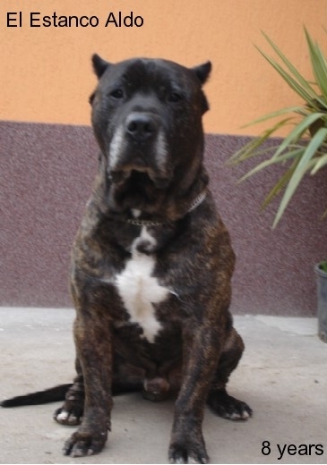 El Estanko Aldo | Perro de Presa Canario 