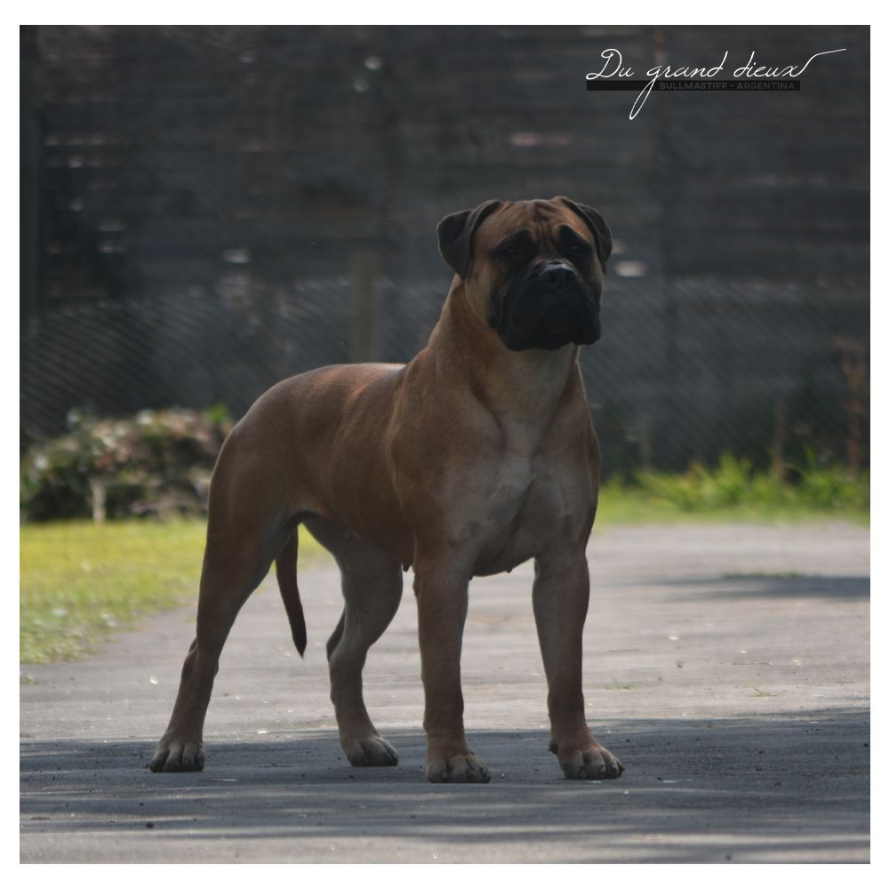 DU GRAND´S DIEUX HENNESY | Bullmastiff 