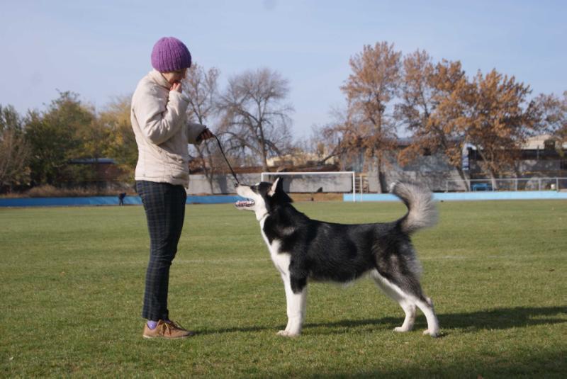 Niganik Al Yur Great Success | Alaskan Malamute 