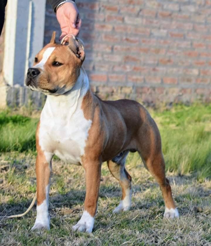 Lord de Ruca Baruk | American Staffordshire Terrier 