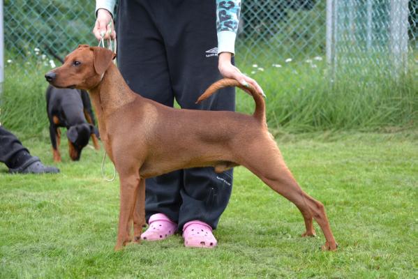 Megamagee SAXON STOLZITE | German Pinscher 