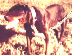 MAYFIELD'S (TUDOR'S) NIGGER | American Pit Bull Terrier 