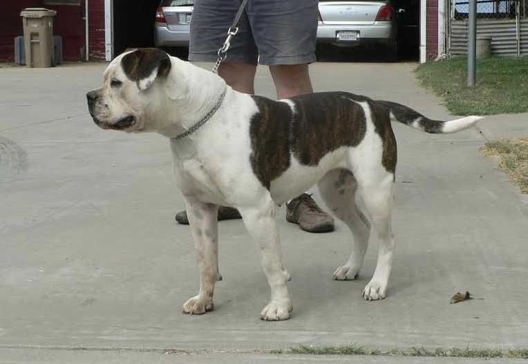 Boyd's Lochness Monster AKA Nessie | American Bulldog 