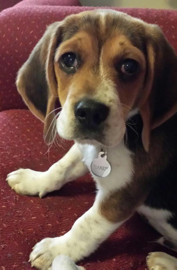 Adcocks Little Banjo Boy | Beagle 