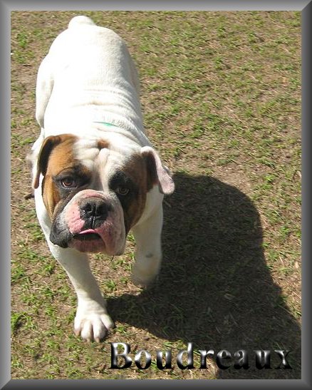 R &amp; R Hardee's Boudreaux | Olde English Bulldogge 