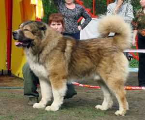 Samotsveti Urala Iris | Caucasian Mountain Dog 