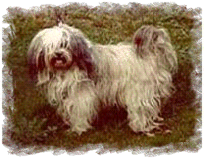 SAIKABI OF LAMLEH | Tibetan Terrier 