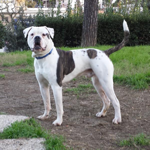 Blasi Ercole of Massimo's | American Bulldog 