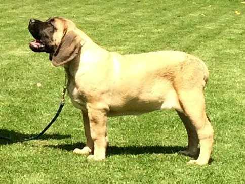 SANDOR (ORDOÑEZ/FAZ) | Mastiff 