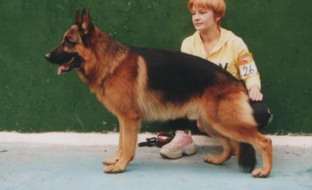 Endrefalva Hasso | German Shepherd Dog 