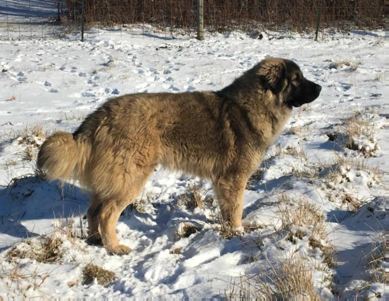 Grazerie’s Caesar | Yugoslavian Shepherd Dog-Sarplaninac 