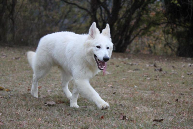 Johnnie Walker of FiveStars | White Swiss Shepherd Dog 