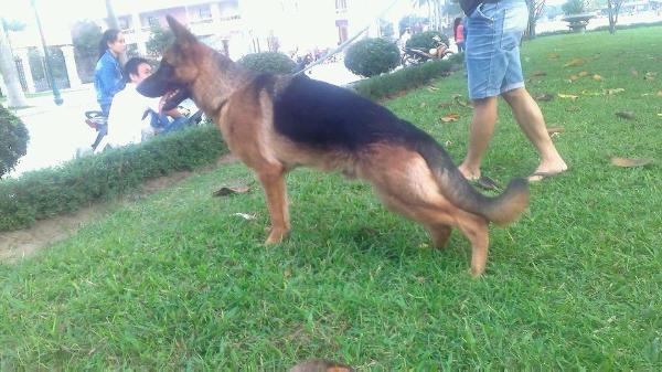 Anzo Vom Phuong TB | German Shepherd Dog 