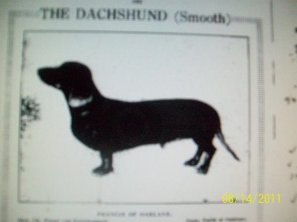 Francis Of Oaklane | Dachshund 