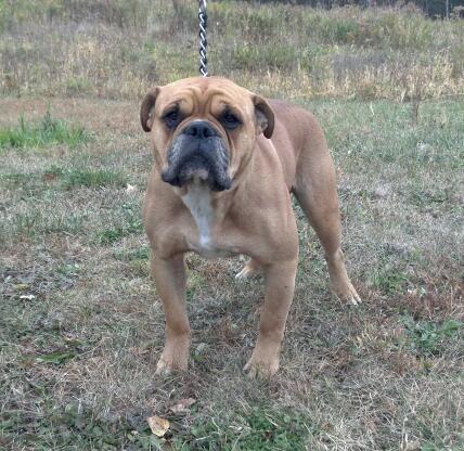 Tenacious B Kennel's Rowan | Olde English Bulldogge 