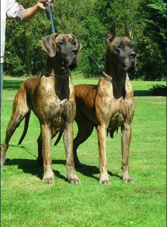 Talisma des Terres de la Rairie | Great Dane 