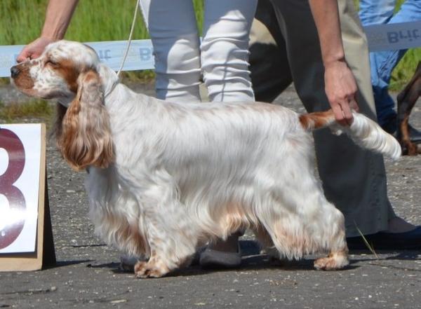 White-Red | English Cocker Spaniel 