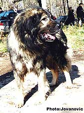 APIS od Piksija | Yugoslavian Shepherd Dog-Sarplaninac 