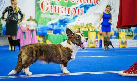 Favorit Sibiri Effektnaya baryshnya | Cardigan Welsh Corgi 