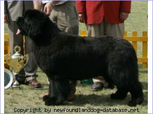 King of Helluland Deep Blue | Newfoundland 