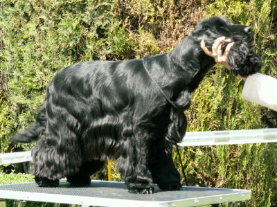 Roxicocker Caipiroska | English Cocker Spaniel 