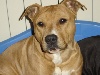 VIRGIN dite JOY | American Staffordshire Terrier 