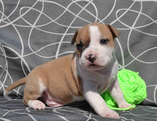 Yugas Feniks Ra | American Staffordshire Terrier 