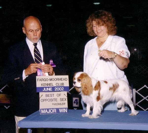 Sheeba Countrymanor Nutmeg | Cavalier King Charles Spaniel 