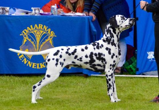 Price-Spot's Early Bird | Dalmatian 