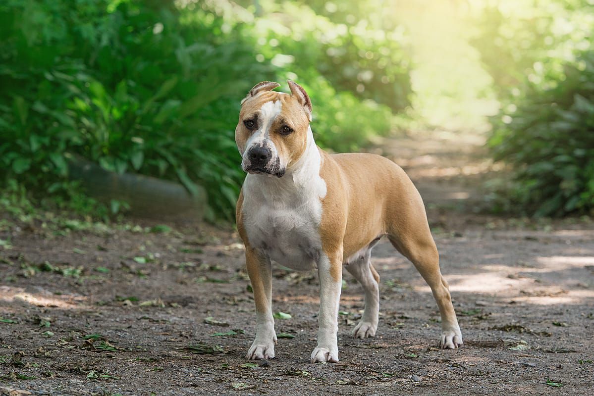 Luxstori Ast House Avrora | American Staffordshire Terrier 
