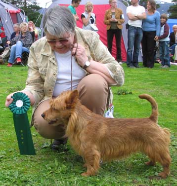 Tanamier`s Notabene Obs I Am Red | Australian Terrier 