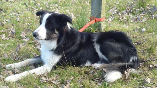 Arsen Nr Brie Ali Filomas | Border Collie 