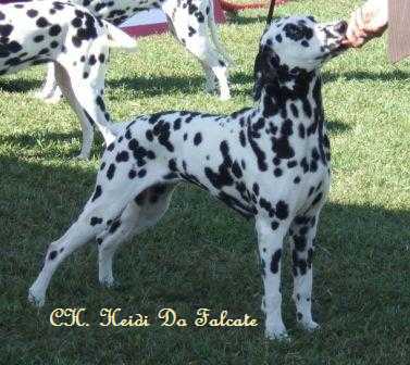 Heidi do Falcate | Dalmatian 