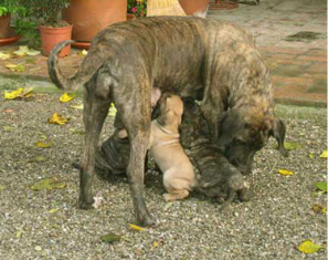 Paggie Engheno  da Rainha | Fila Brasileiro 