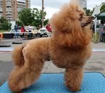 DIVNIY DAR PODAROK FORTUNY | Poodle 