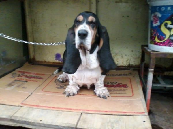 xashi miss gea | Basset Hound 