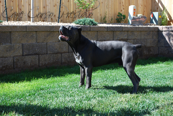 Avalanche's Jagger | Cane Corso 